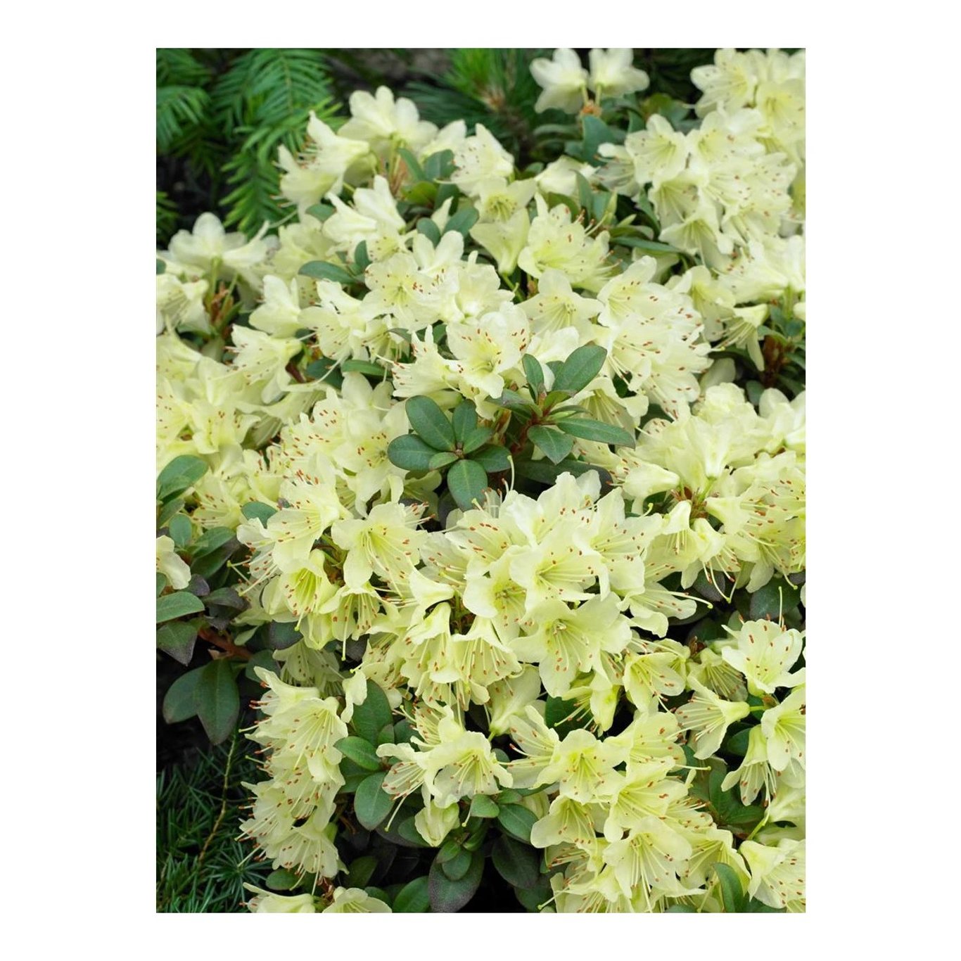 Rhododendron – Rhododendron 'Princess Anne' - C2 15-20 CM